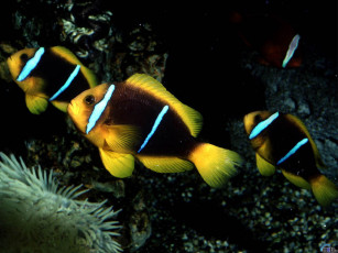 Картинка животные рыбы