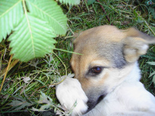 Картинка животные собаки