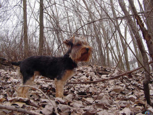 Картинка животные собаки