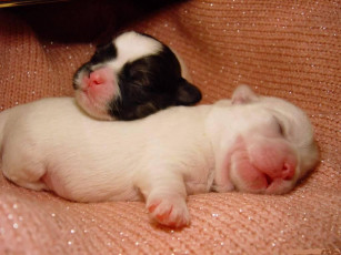 Картинка животные собаки