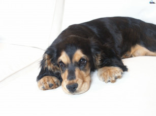 Картинка животные собаки