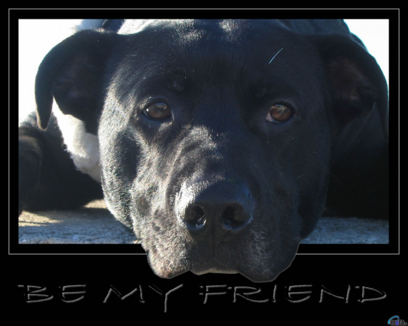 Обои картинки фото животные, собаки