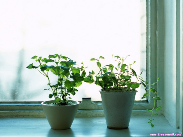 Обои картинки фото цветы