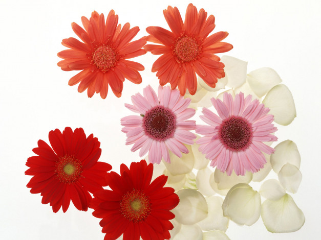 Обои картинки фото цветы, герберы