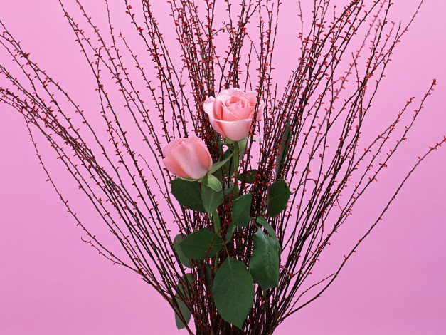 Обои картинки фото цветы, розы