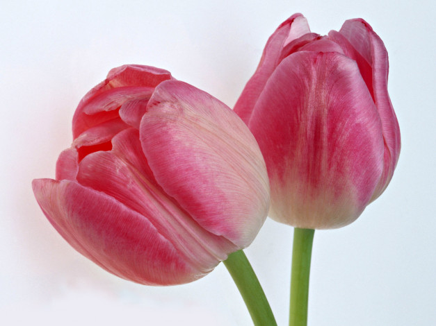 Обои картинки фото цветы, тюльпаны