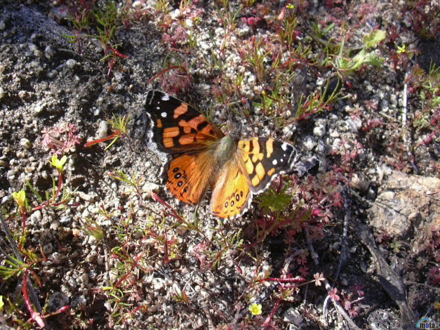 Обои картинки фото животные, бабочки