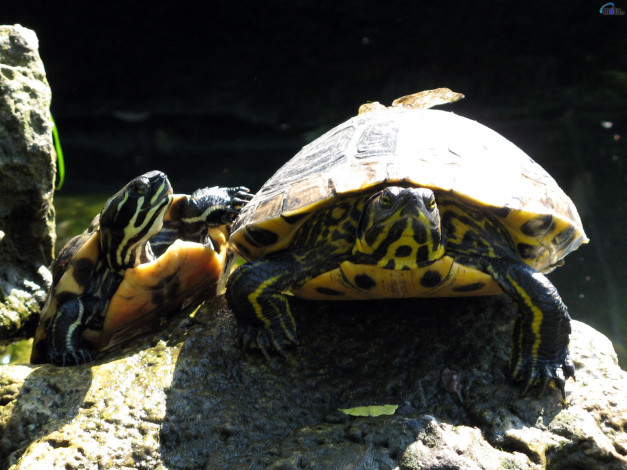 Обои картинки фото животные, Черепахи