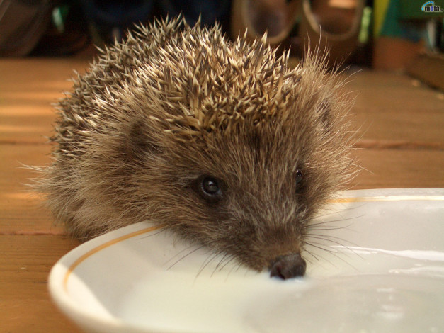 Обои картинки фото животные, ежи