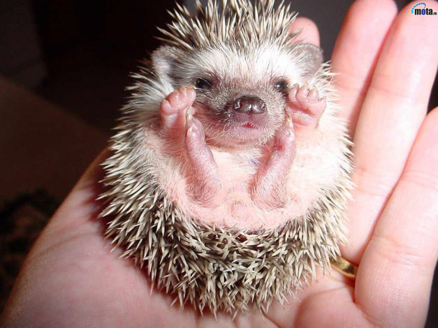 Обои картинки фото животные, ежи