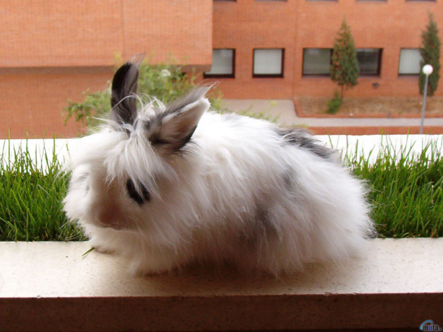 Обои картинки фото животные, кролики, зайцы