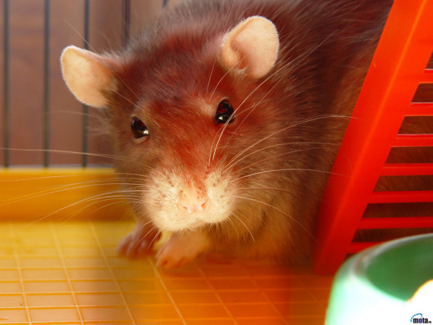 Обои картинки фото животные, крысы, мыши