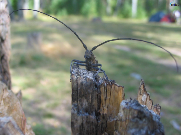 Обои картинки фото животные, насекомые