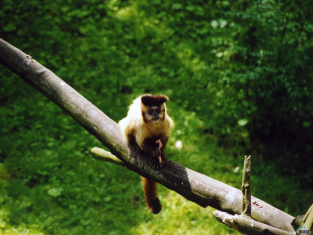 Обои картинки фото животные, обезьяны