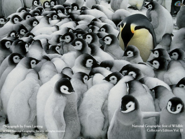 Обои картинки фото животные, пингвины