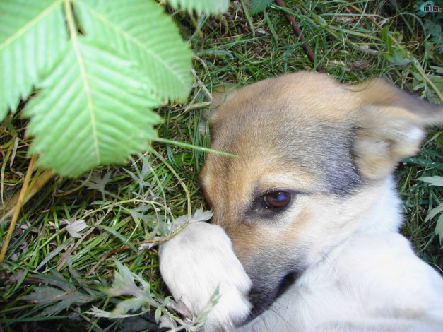 Обои картинки фото животные, собаки