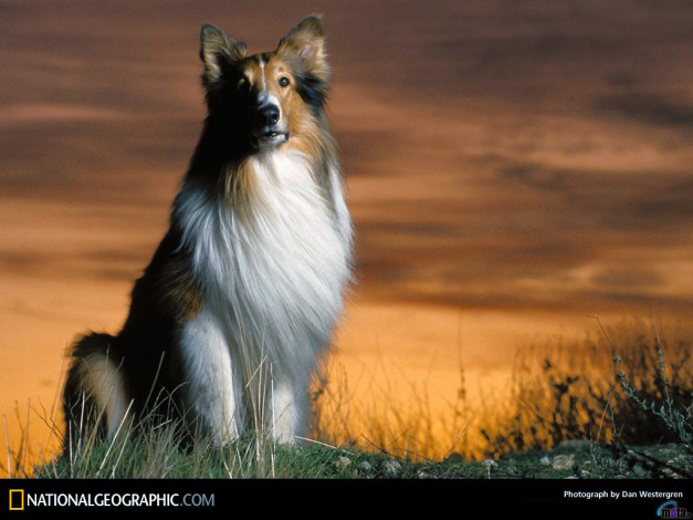 Обои картинки фото животные, собаки