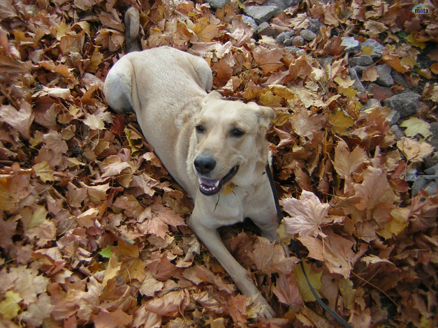 Обои картинки фото животные, собаки