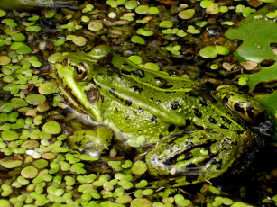 Картинка лягушка животные лягушки