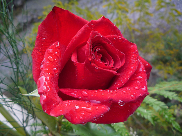 Обои картинки фото цветы, розы