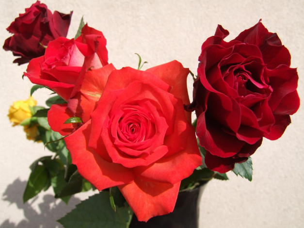 Обои картинки фото цветы, розы