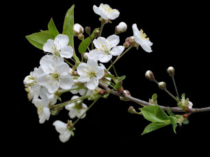 Картинка цветы цветущие деревья кустарники