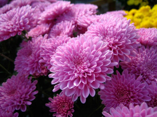 обоя цветы, хризантемы