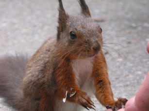 Картинка животные белки