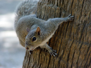 Картинка животные белки