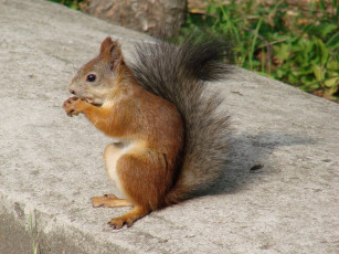 Картинка животные белки