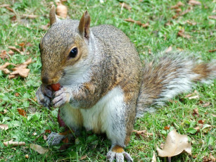 Картинка животные белки