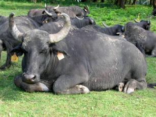 Картинка животные коровы буйволы