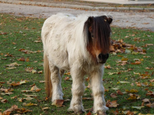 Картинка животные лошади