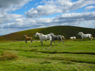 Картинка животные лошади