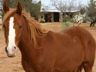 обоя животные, лошади