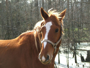 Картинка животные лошади