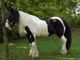 Картинка животные лошади