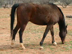 Картинка животные лошади