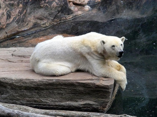 Картинка животные медведи