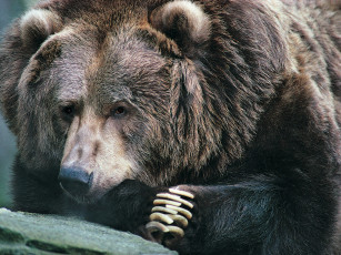 Картинка животные медведи