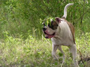 Картинка животные собаки