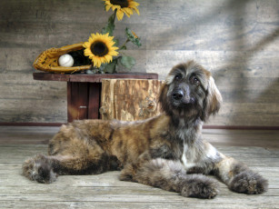 Картинка животные собаки