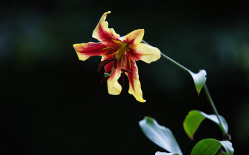 Картинка цветы лилии лилейники