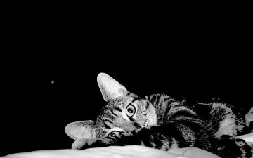 Картинка животные коты