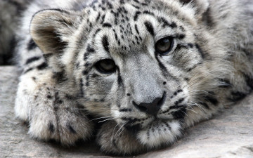 обоя животные, снежный, барс, ирбис