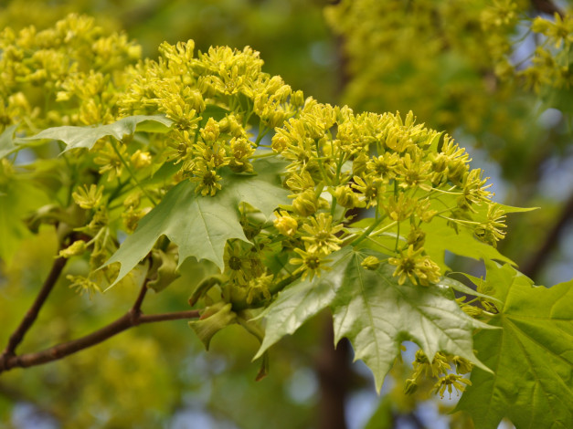 Обои картинки фото цветы, цветущие, деревья, кустарники