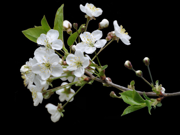 Обои картинки фото цветы, цветущие, деревья, кустарники