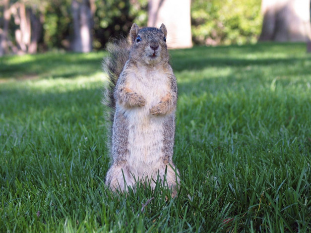 Обои картинки фото животные, белки