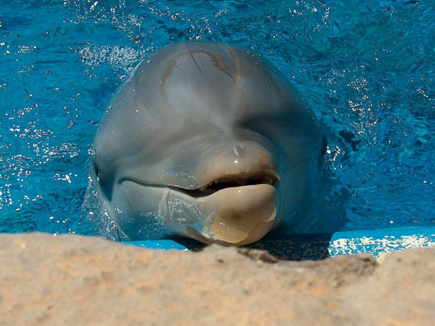 Обои картинки фото животные, дельфины