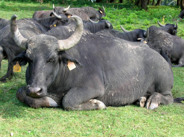 Обои картинки фото животные, коровы, буйволы